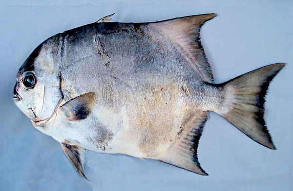 Рыба-лопата вид сбоку фото