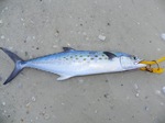 Spanish mackerel fish
