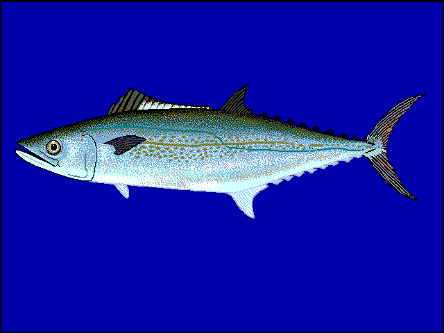 Spanish mackerel wallpaper