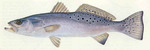 Speckled trout drawing