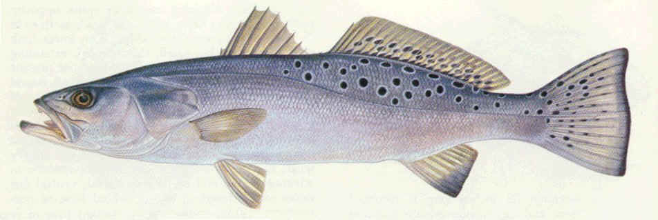 Speckled trout drawing photo and wallpaper. Cute Speckled trout