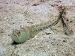 Spiderfish in the sand