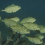 Spinefoot fishes
