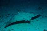 Spiny butterfly ray