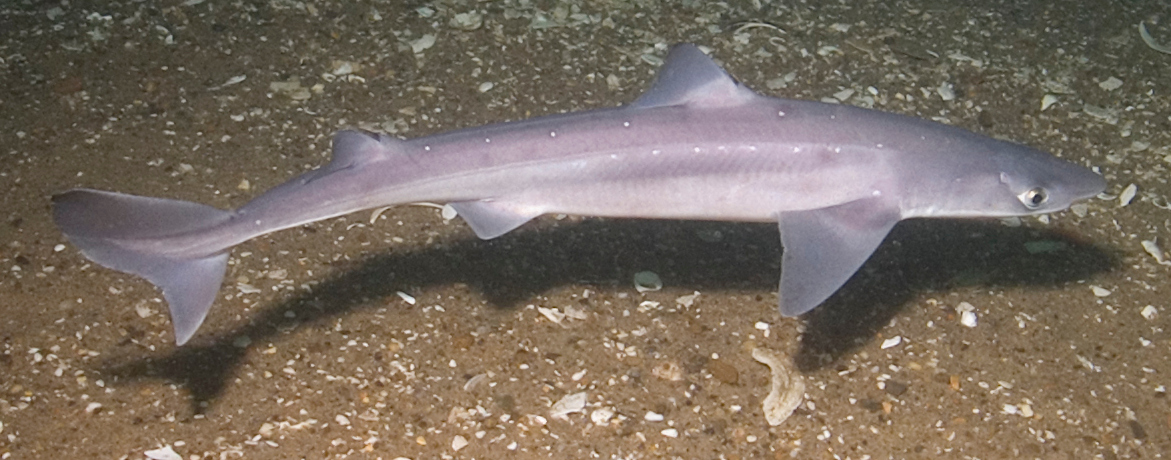 Spiny dogfish wallpaper