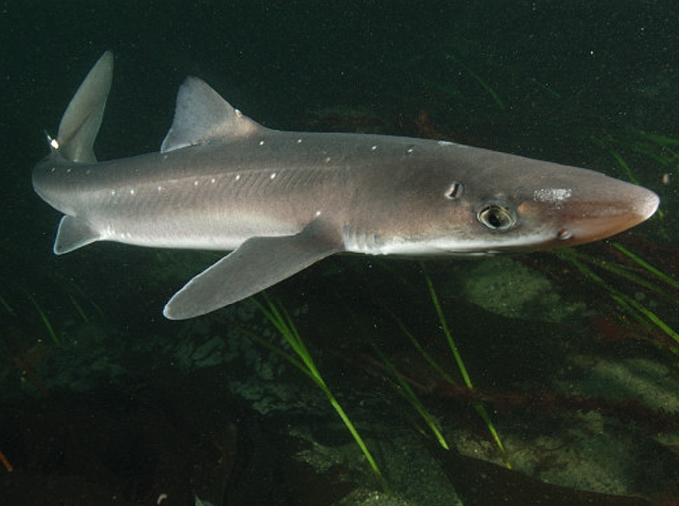 Spiny dogfish swims wallpaper