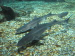 Spiny dogfishes