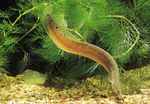 Spiny eel in the aquarium