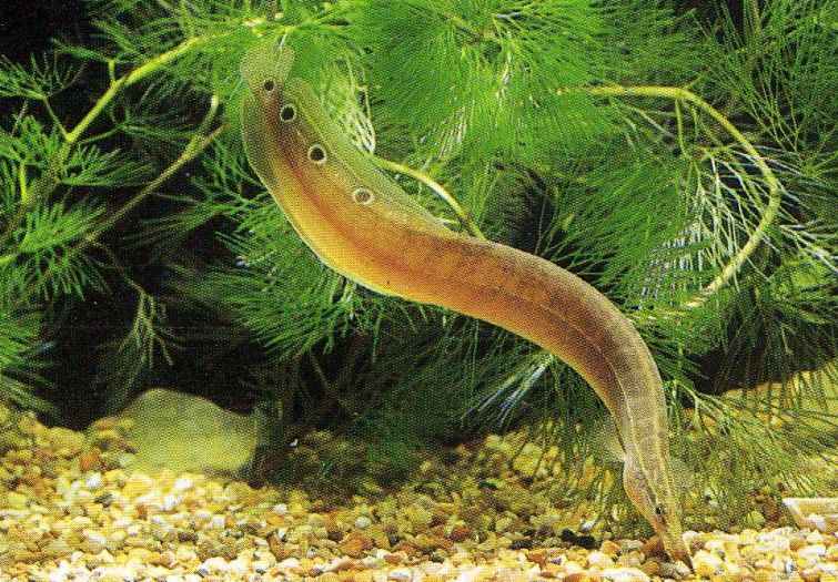 Spiny eel in the aquarium photo and wallpaper. Cute Spiny eel in the