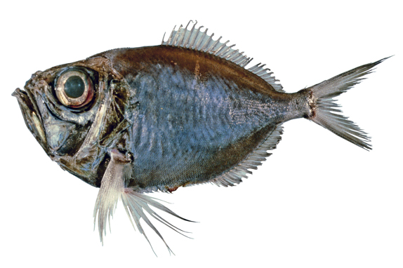 Нарисованная Диретмовая рыба фото