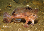 Spotted handfish