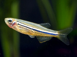 Spotted danio fish