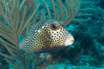 Spotted Trunkfish 