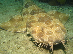 Spotted Wobbegong