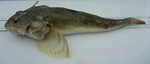 Staghorn sculpin portrait