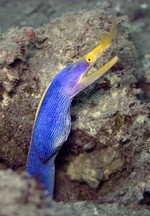 Standing Ribbon eel