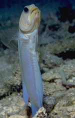 Standing Yellowhead jawfish