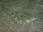 Starry flounder on the sand