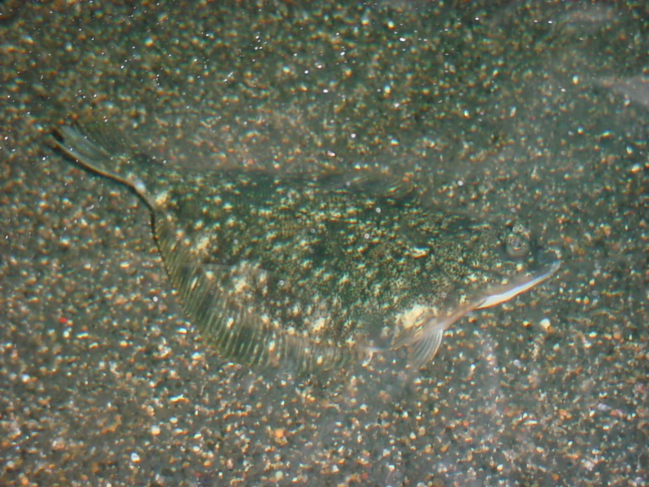 Starry flounder wallpaper