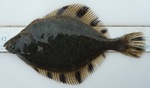 Starry flounder top view