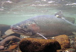 Steelhead in the aquarium