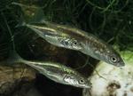 Stickleback fishes