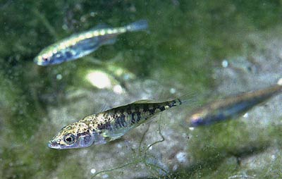 Stickleback wallpaper