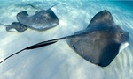 Stingray fishes