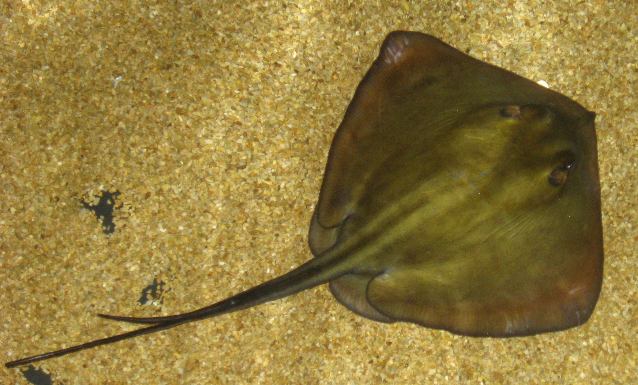 Stingray wallpaper