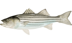 Striped bass wallpaper