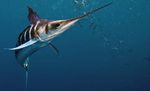 Striped marlin