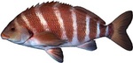 Striped morwong