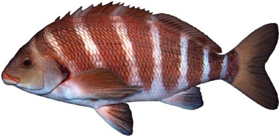Полосатая морвонговая рыба фото