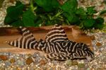 Striped Velvet catfish 