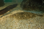 Summer flounder in the sand