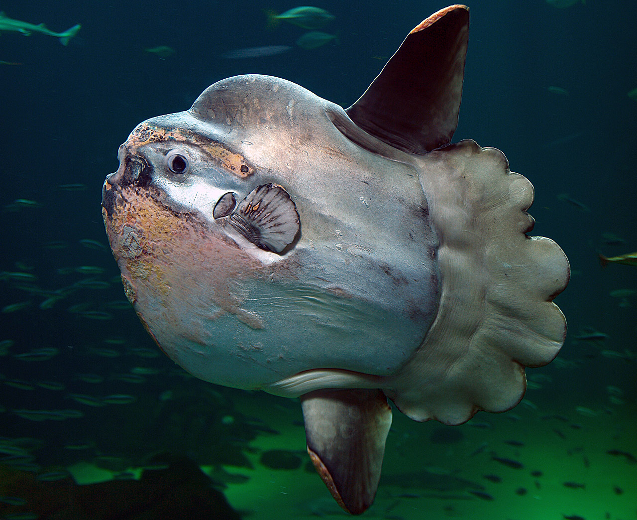 Sunfish (mola mola) wallpaper