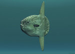 Sunfish (mola mola) portrait