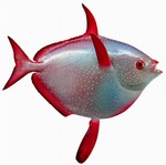 Sunfish (opah) portrait