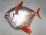 Sunfish (opah) side view