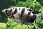 Super Archerfish