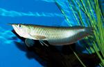 Surface Arowana