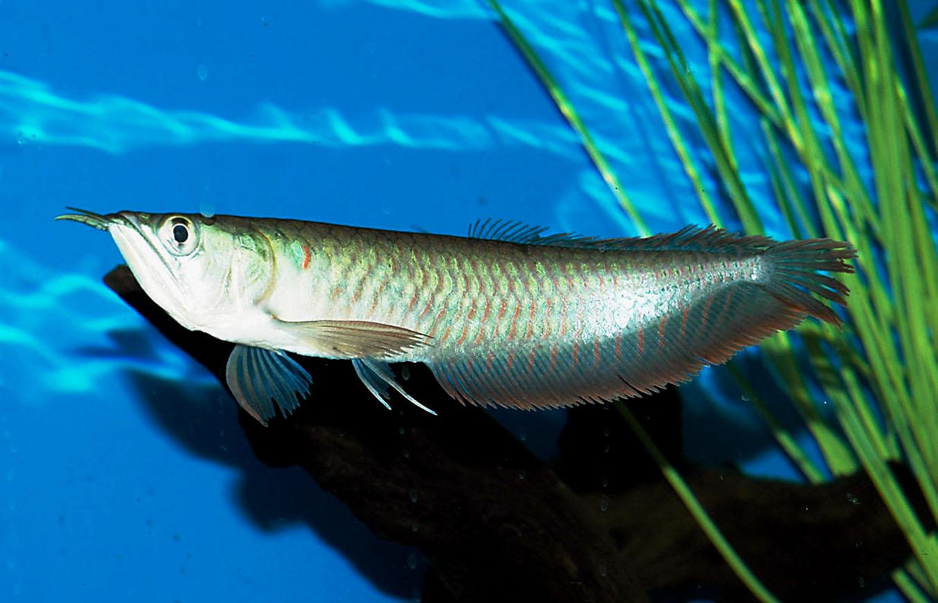 Surface Arowana photo and wallpaper. Cute Surface Arowana pictures