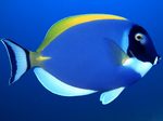 Surgeonfish blue background