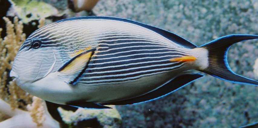 Surgeonfish wallpaper