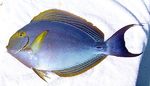 Surgeonfish side view