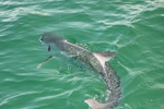 Swimming Tarpon