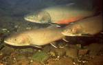 Swims fishes bull trout