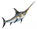 Swordfish portrait