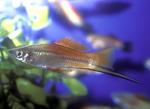 Swordtail in the aquarium