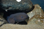 Tadpole fish in the cave